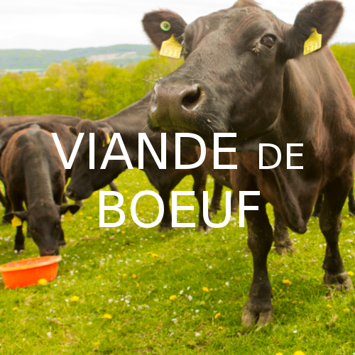 Viande de boeuf Angus bio